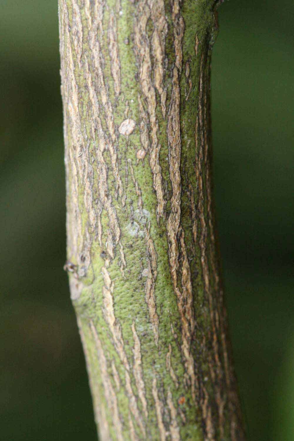              Second - third year twig (Riverside, CA)       